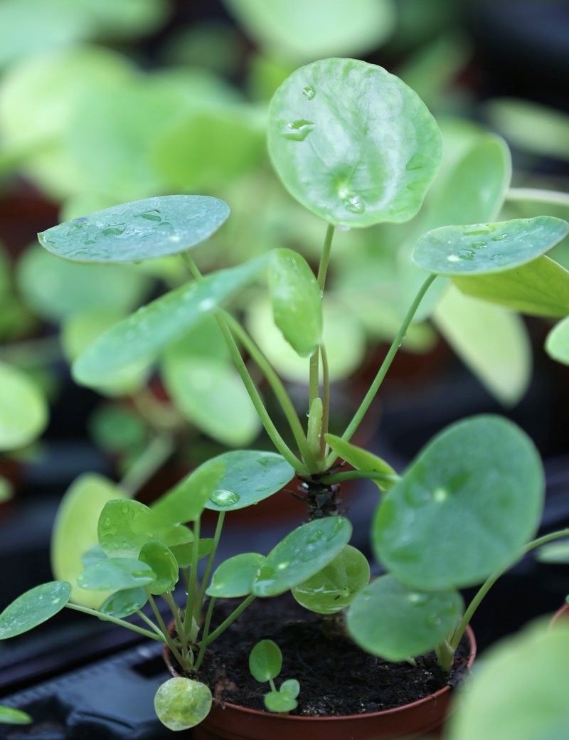 Terrarium plants Pilea peperomioides - 15 to 20cm