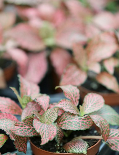 Red Fittonia terrarium plants