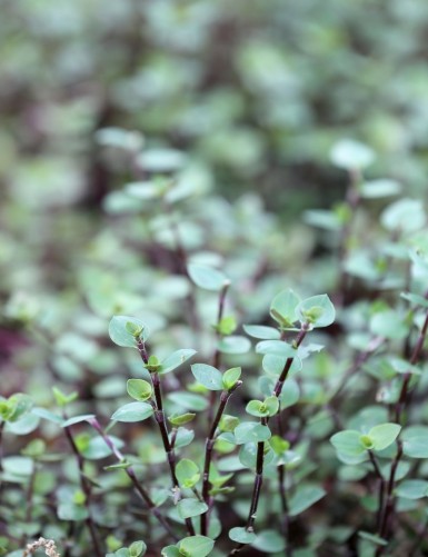 Callisia creeping plants in terrariums