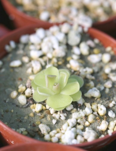 Carnivorous plant Pinguicula Versailles