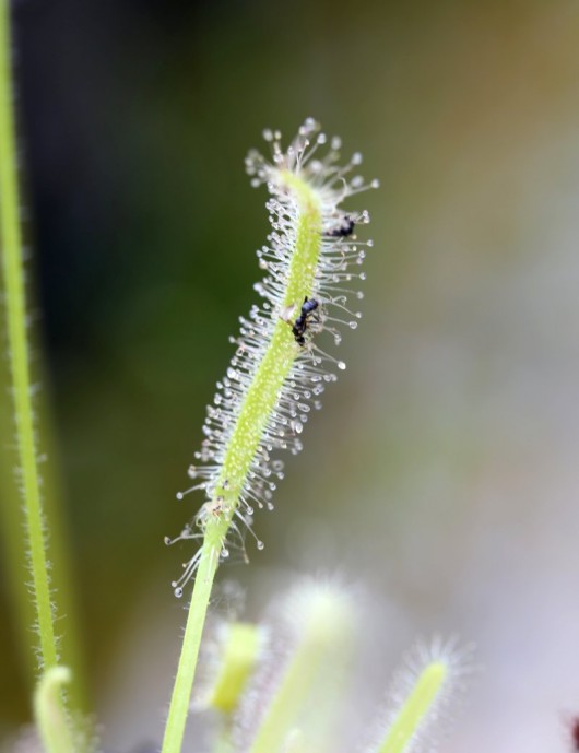 Drosera capensis white - 'Albino' carnivorous plant