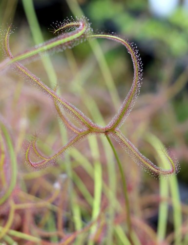 Drosera binata 'Marston Dragon' carnivorous plant