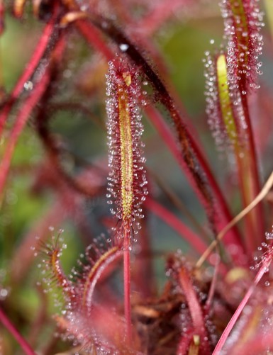 Drosera capensis 'red leaves' carnivorous plant