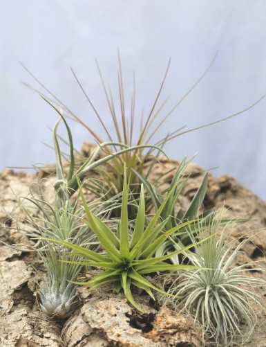 Discovery kit - 7 tillandsias Fille de l'air