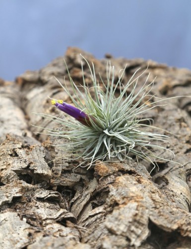 Tillandsia magnusiana - 6 to 10 cm air plant