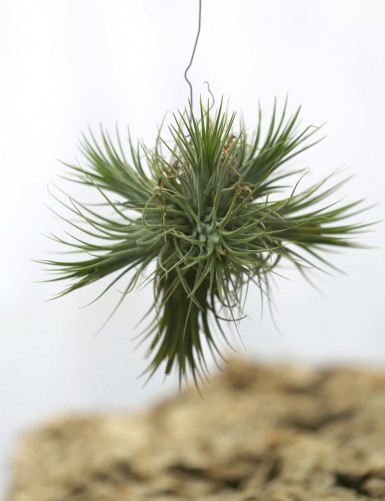 Tillandsia ionantha in tuft - 4 to 8 cm air plant