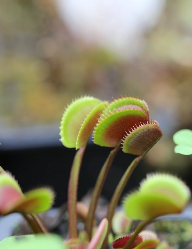 Dionaea muscipula 'Red Piranha' Carnivorous plant