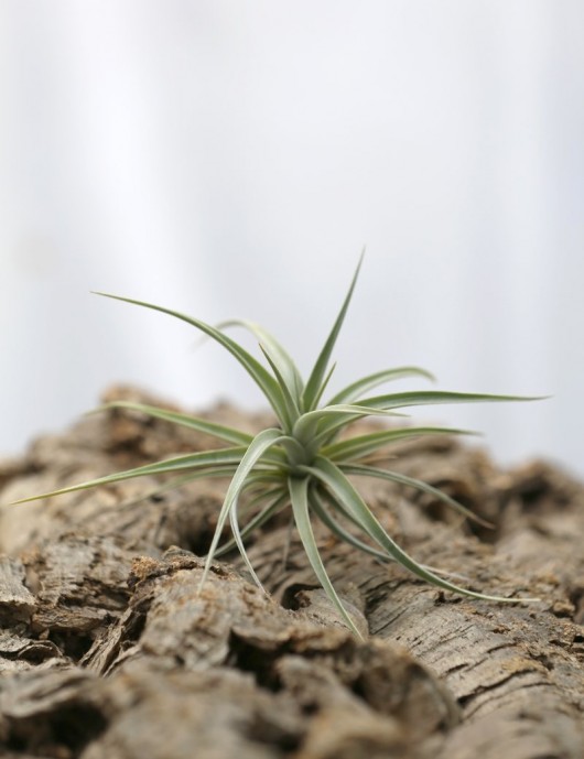 Tillandsia ixioides - 8 to 10 cm air plant