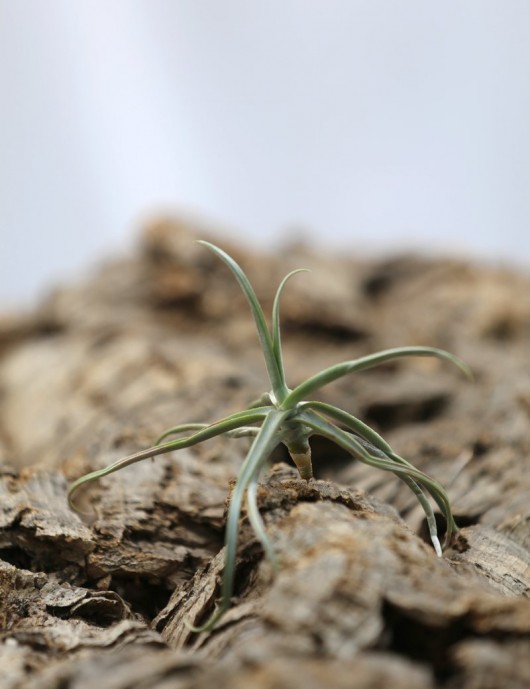 Tillandsia reichenbachii - 5 to 8 cm air plant