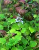 Terrarium plants of Plectranthus ernestii