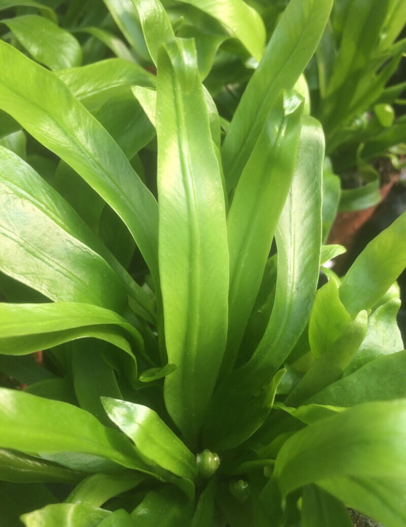 Plant terrariums Asplenium nest