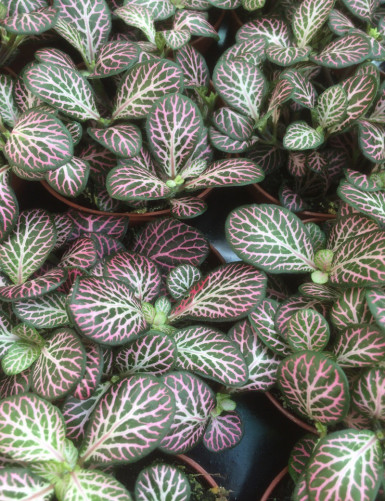 Fittonia 'pink' terrarium plants