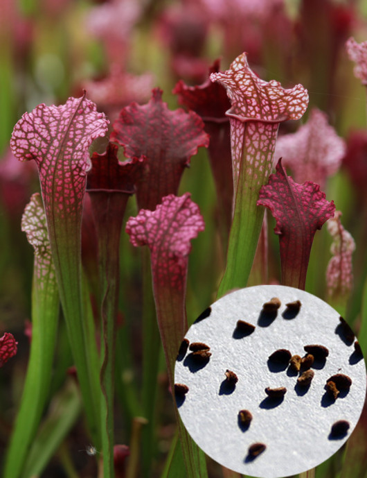 Sarracenia seeds (mix) Carnivorous plant