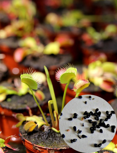 Dionaea muscipula seeds Carnivorous plant