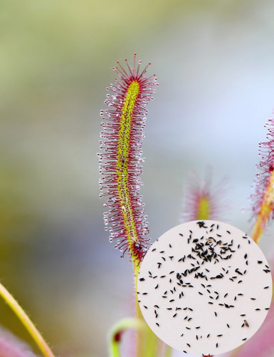 Drosera capensis seeds Carnivorous plant