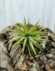 Tillandsia neglected fille de l'air