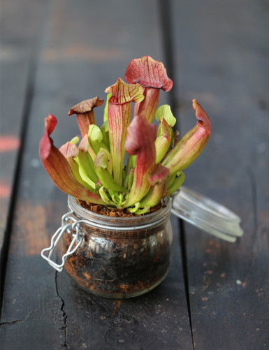 Sarracenia Barba - To be kept