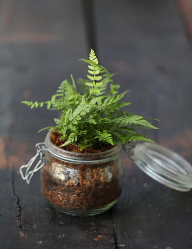 Dryopteris erythrosora - To keep