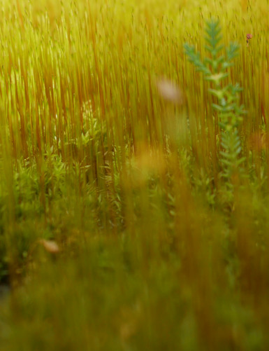 Living sphagnum moss & mosses