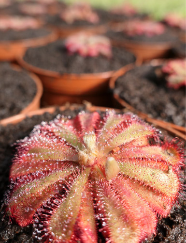 Drosera alice is a carnivorous plant