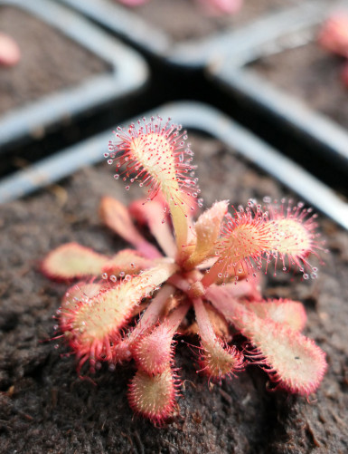 Drosera is a beautiful carnivorous plant