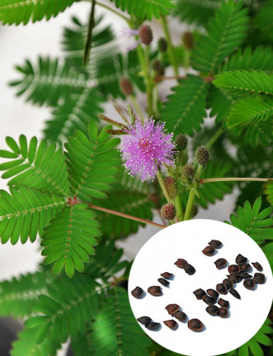 Mimosa pudica seeds Carnivorous plant