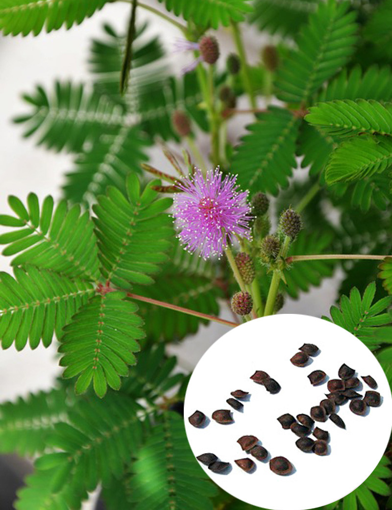 Mimosa pudica seeds Carnivorous plant