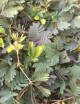 Mimosa pudica seeds Carnivorous plant