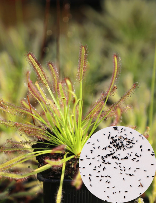 Drosera seeds (mix) carnivorous plant