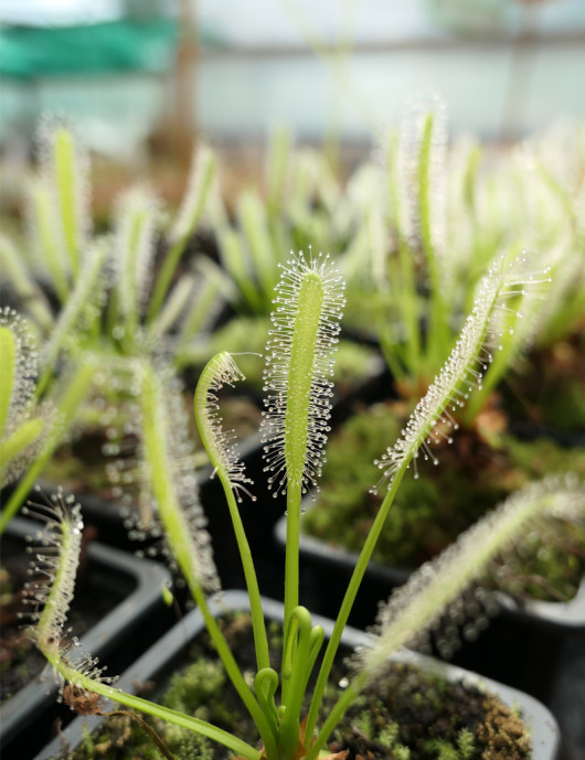 Drosera capensis alba carnivorous plant