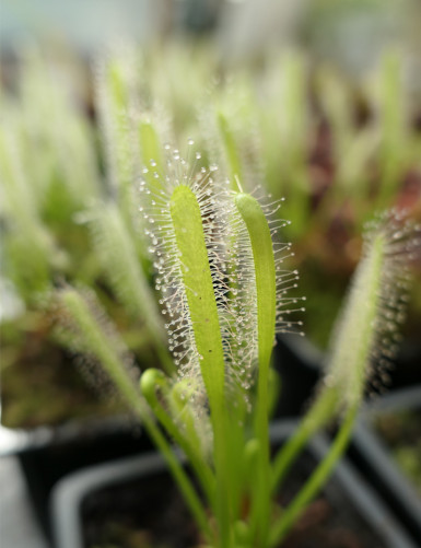 Drosera capensis alba carnivorous plant