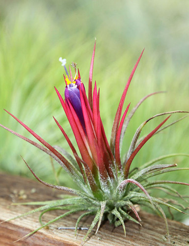 Tillandsia ionantha 'Fuego' daughter of the air