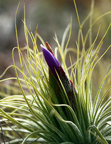 Tillandsia magnusiana - 6 to 10 cm air plant