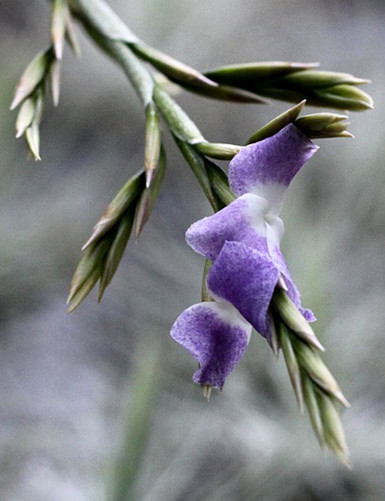 Tillandsia duratii - 25 to 30 cm air plant