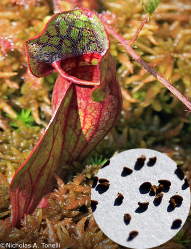 Sarracenia purpurea seeds Carnivorous plant