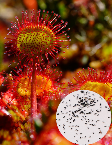 Drosera rotundifolia seeds Carnivorous plant