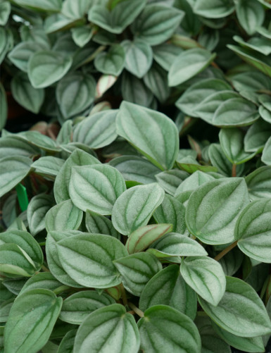 Terrarium plants Peperomia napoli