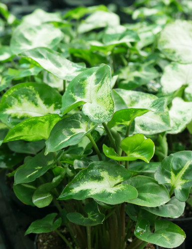 Plantes terrariums Syngonium 'White Butterfly'