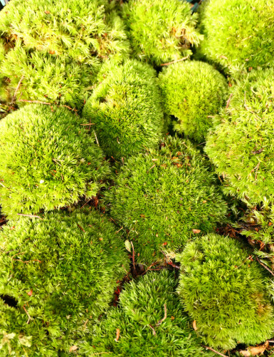 Boules de mousse Leucobryum Glaucum