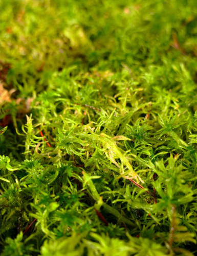 Living Sphagnum - Sphagnum cristatum Carnivorous plant