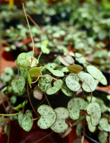 Ceropegia exists as a terrarium plant