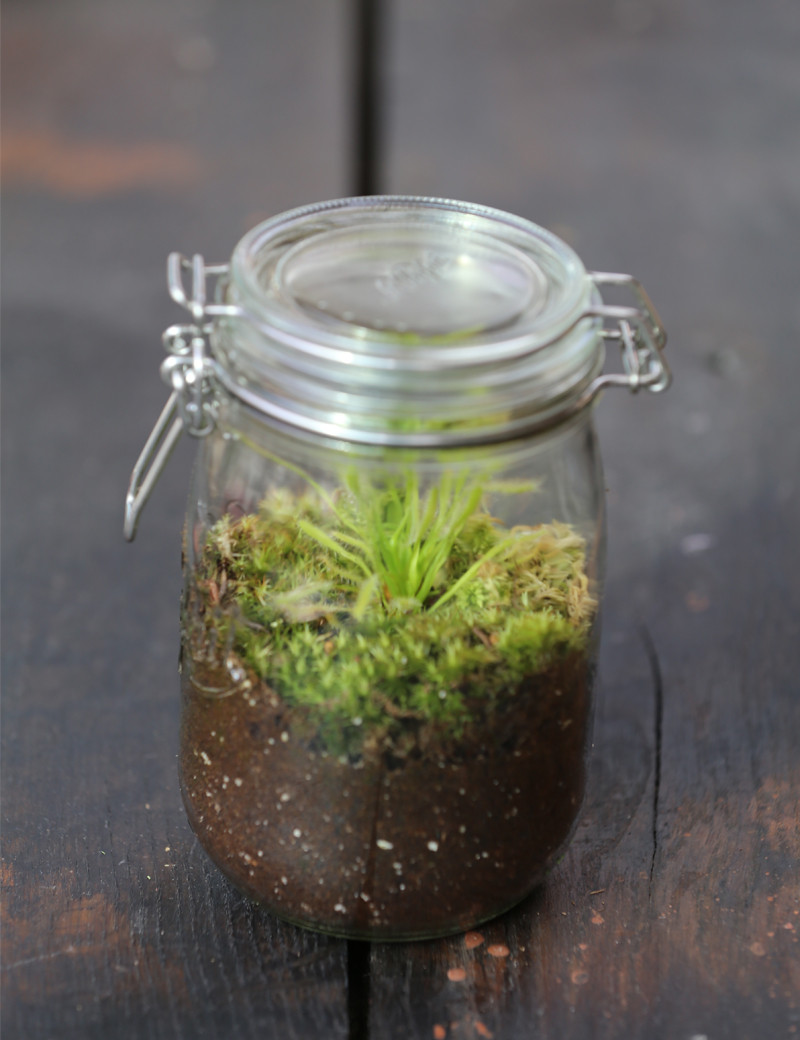 Drosera capensis white - albino - In terrarium