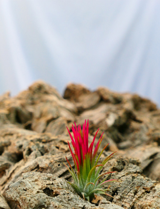 Tillandsia ionantha 'Fuego' daughter of the air