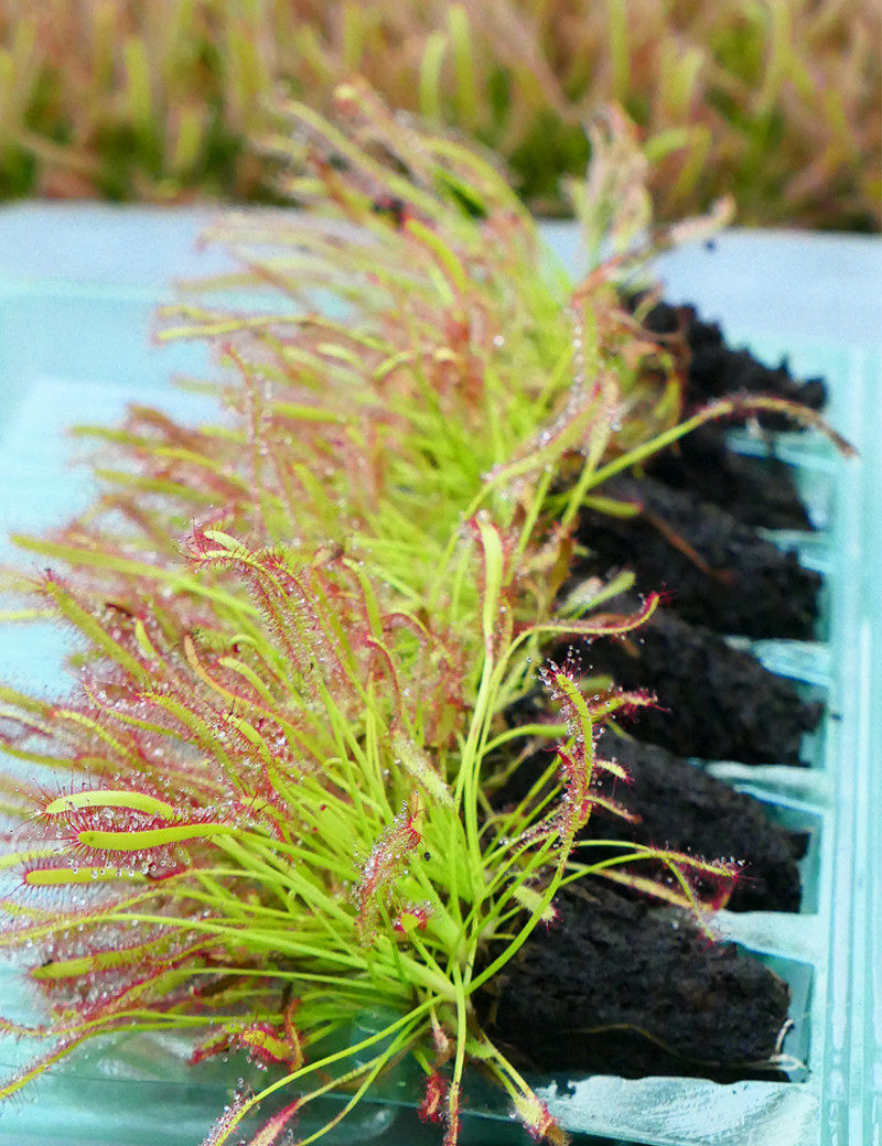 Drosera capensis clods to repot x 6 carnivorous plant