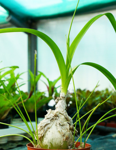 Albuca bracteata terrarium plants - Bare roots