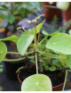 Terrarium plants Pilea peperomioides - 15 to 20cm