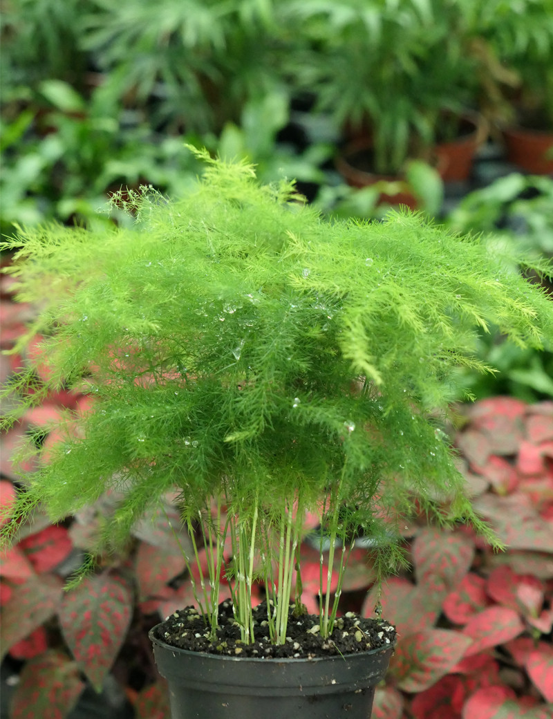 Dwarf feathery asparagus