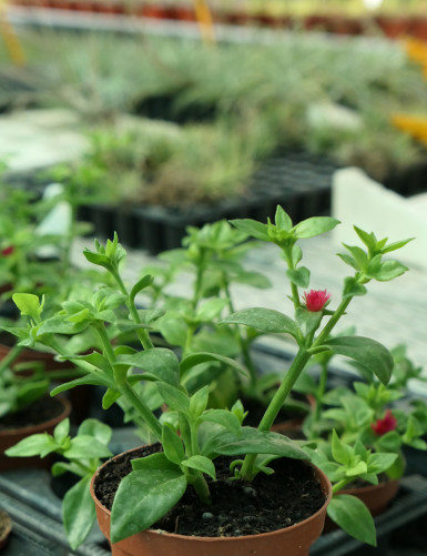 Terrarium plants Aptenia cordifolia - Heart-leaved figwort