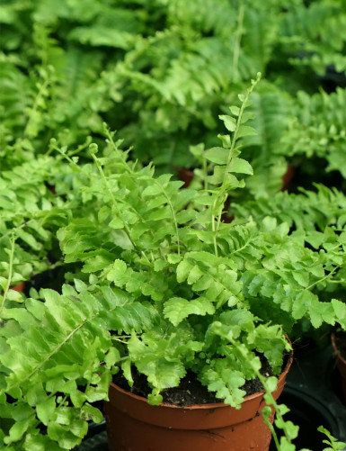 Raised Nephrolepis terrarium plants