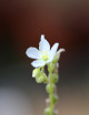 Drosera capensis white - 'Albino' carnivorous plant